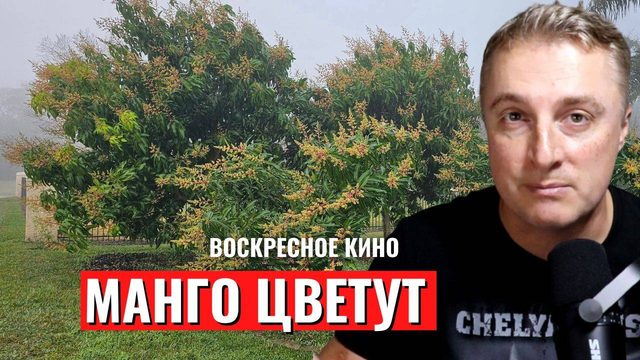 Воскресное кино - отдыхаем от политики. Как перезимовали манго. 09.02.25