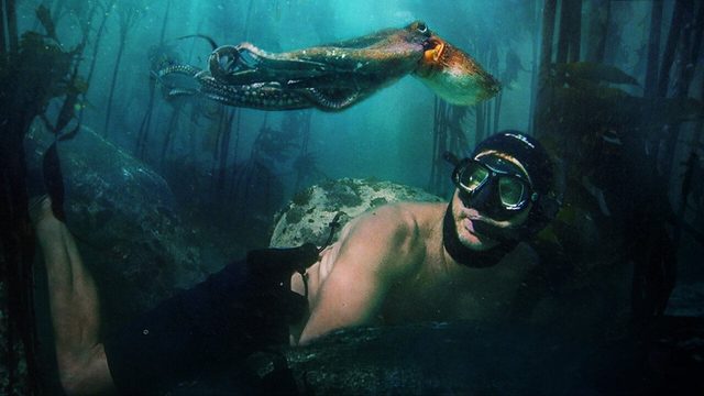 Мой учитель-осьминог | My Octopus Teacher (2020)