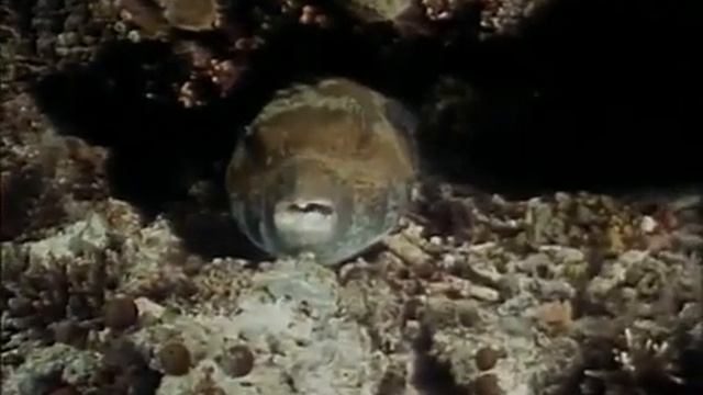 16 1989 Борнео Призрак морской черепахи - Подводная одиссея команды Кусто