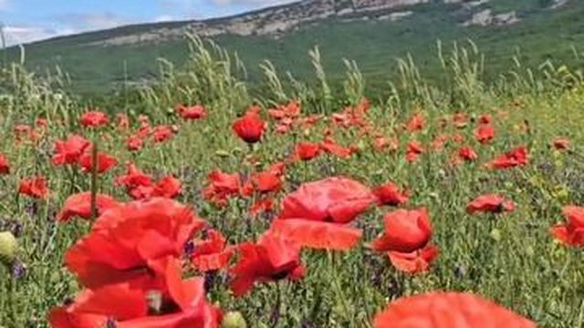 Красные маки Крыма