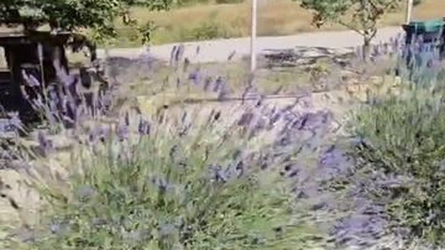 Крым грядка Лаванды
