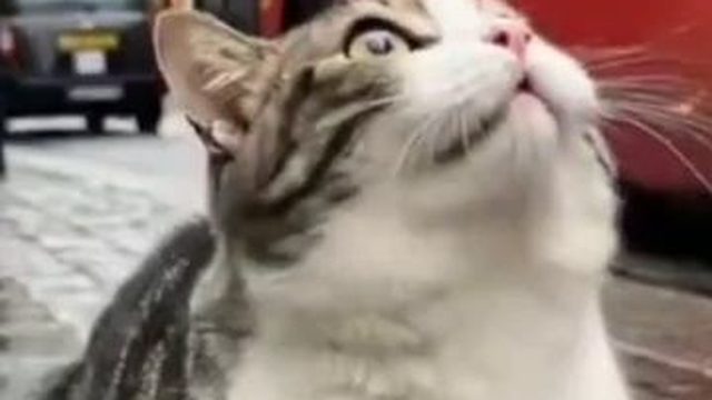Зеленский и кот в Лондоне