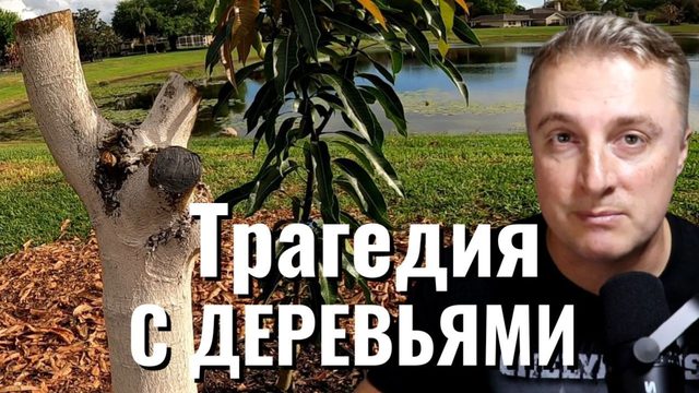 Трагедия с деревьями манго