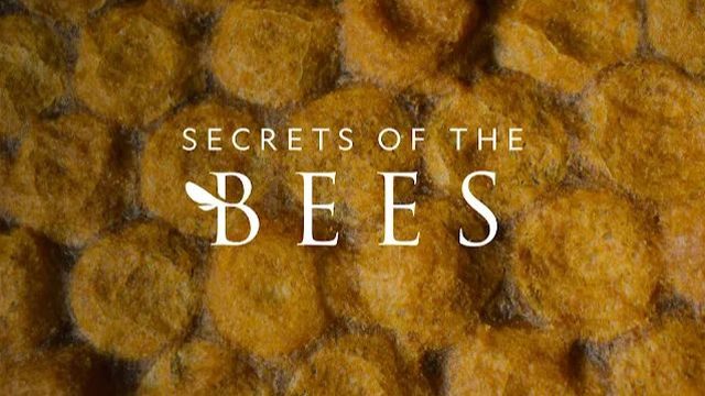 Секреты пчел - 2 серия (2026) / Secrets of the Bees