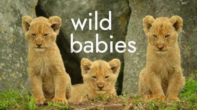 Детки не в клетке - 3 серия (2022) / Wild Babies