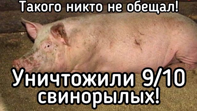 Уничтожили 90% свинорылых! Такого никто не ожидал