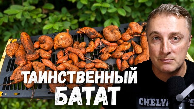 Воскресное - вырос флоридский картофан. Неожиданный урожай.