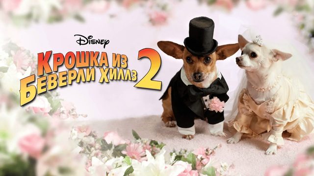 Крошка из Беверли-Хиллз 2 | Beverly Hills Chihuahua 2 (2011)