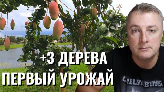 Саня во Флориде - первый урожай. Плюс 3 дерева манго в плантации!