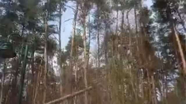 Мы рубим лес по-Сталински ...